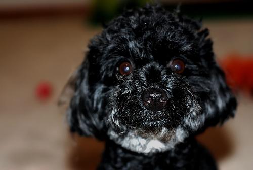Pepper