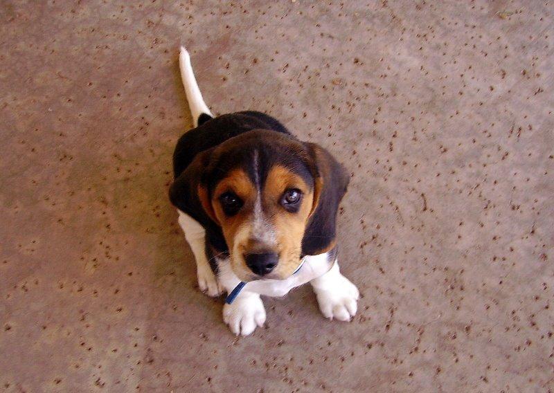 Frankie