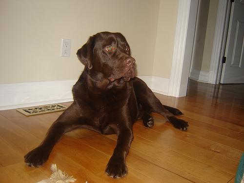 Bailey